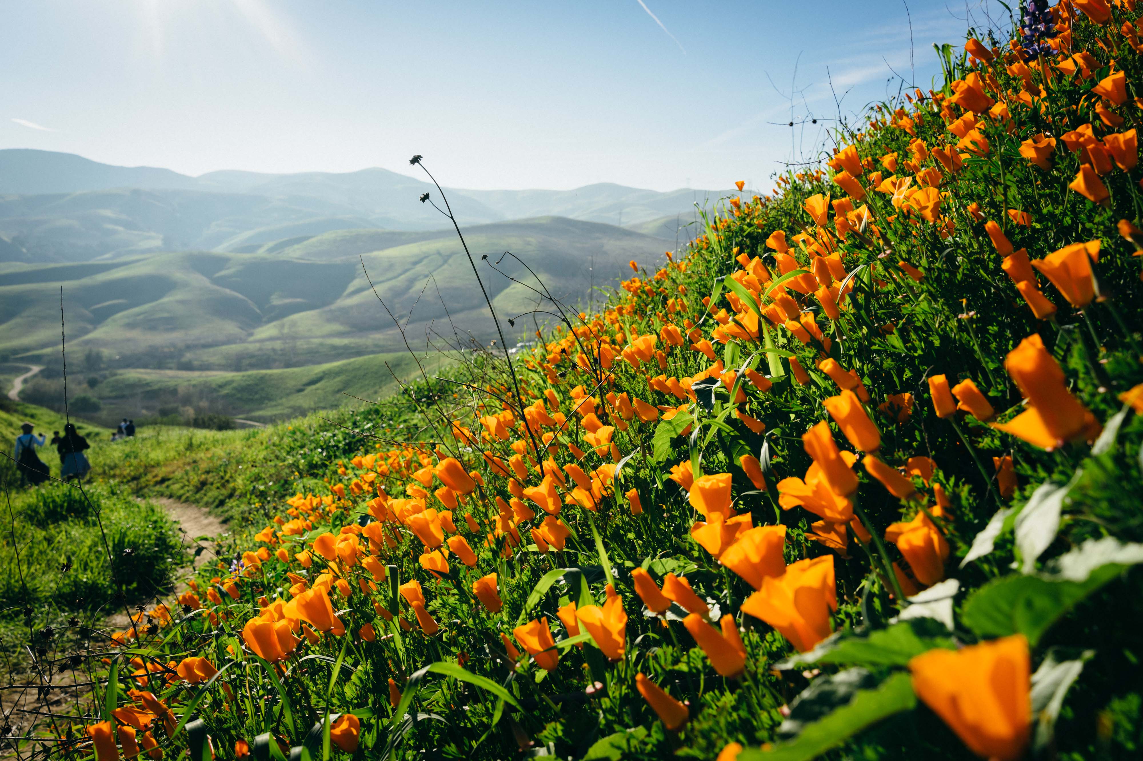 /california-poppy/rzhpost-2796.jpg /california-poppy/rzhpost-2796.jpg